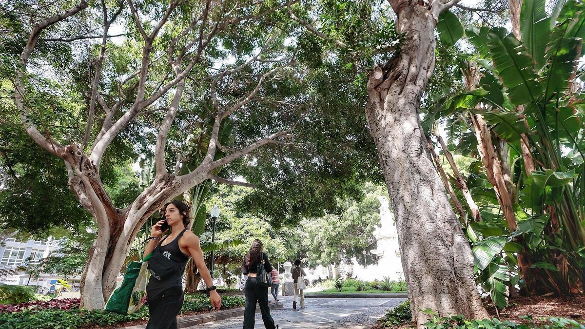 Les arbres de Santa Cruz menacés par une guêpe invasive