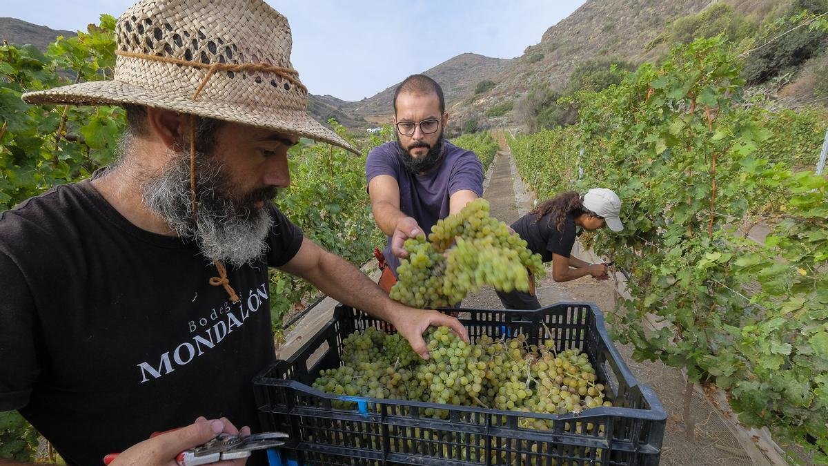 Los aranceles de EE.UU. desafían las exportaciones de vino de las Islas Canarias