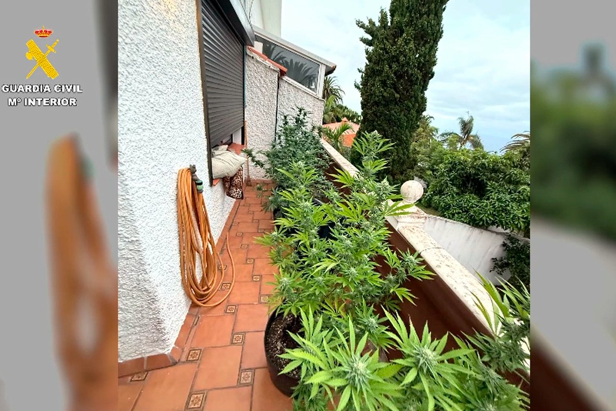 Major Cannabis Operation Uncovered in Tacoronte